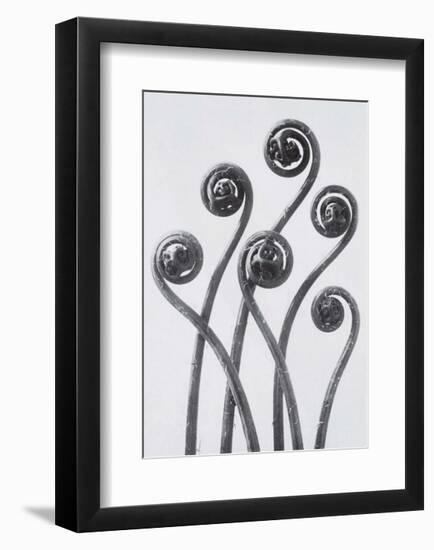 Maidenhead Fern-Karl Blossfeldt-Framed Art Print