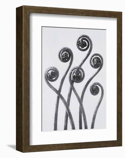 Maidenhead Fern-Karl Blossfeldt-Framed Art Print