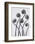 Maidenhead Fern-Karl Blossfeldt-Framed Art Print