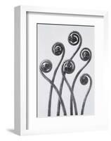 Maidenhead Fern-Karl Blossfeldt-Framed Art Print