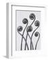 Maidenhead Fern-Karl Blossfeldt-Framed Art Print