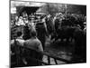 Maidstone Cattle Market-null-Mounted Photographic Print