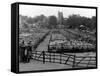 Maidstone Sheep Market-null-Framed Stretched Canvas