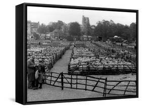 Maidstone Sheep Market-null-Framed Stretched Canvas