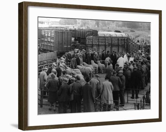 Maidstone Sheep Market-null-Framed Photographic Print