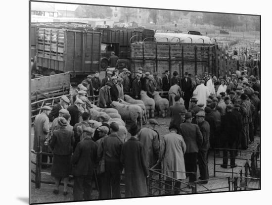 Maidstone Sheep Market-null-Mounted Photographic Print