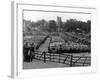 Maidstone Sheep Market-null-Framed Photographic Print