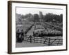 Maidstone Sheep Market-null-Framed Photographic Print