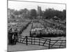 Maidstone Sheep Market-null-Mounted Photographic Print