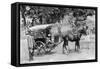 Mail Tonga, Nainital, India, 1917-null-Framed Stretched Canvas