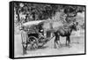 Mail Tonga, Nainital, India, 1917-null-Framed Stretched Canvas