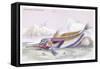 Mailed Gurnard-Robert Hamilton-Framed Stretched Canvas