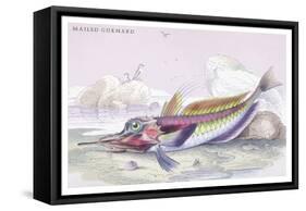 Mailed Gurnard-Robert Hamilton-Framed Stretched Canvas