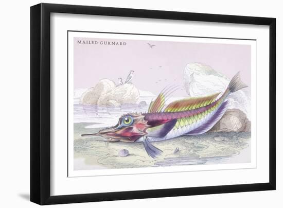 Mailed Gurnard-Robert Hamilton-Framed Art Print