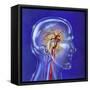 Main Arteries and Veins Within a Glass Head-null-Framed Stretched Canvas