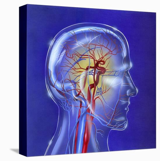 Main Arteries and Veins Within a Glass Head-null-Stretched Canvas