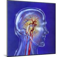 Main Arteries and Veins Within a Glass Head-null-Mounted Art Print