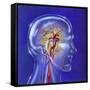 Main Arteries and Veins Within a Glass Head-null-Framed Stretched Canvas