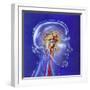 Main Arteries and Veins Within a Glass Head-null-Framed Art Print