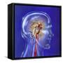 Main Arteries and Veins Within a Glass Head-null-Framed Stretched Canvas