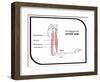 Main Bones and Muscles of the Upper Arm-udaix-Framed Art Print