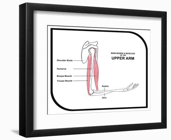 Main Bones and Muscles of the Upper Arm-udaix-Framed Art Print