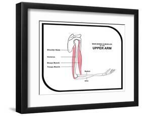 Main Bones and Muscles of the Upper Arm-udaix-Framed Art Print