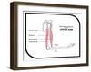 Main Bones and Muscles of the Upper Arm-udaix-Framed Art Print