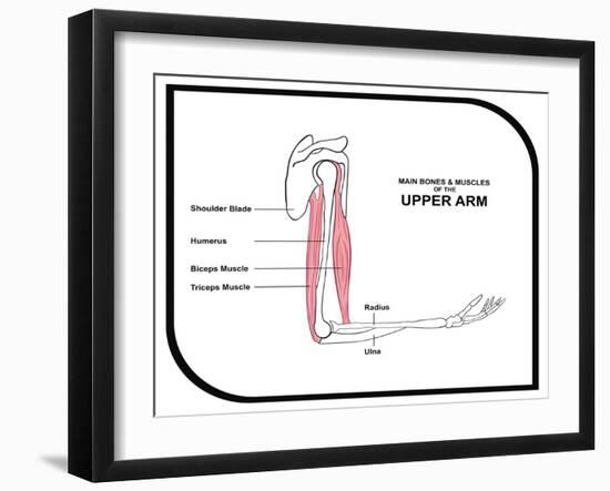 Main Bones and Muscles of the Upper Arm-udaix-Framed Art Print