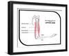 Main Bones and Muscles of the Upper Arm-udaix-Framed Art Print