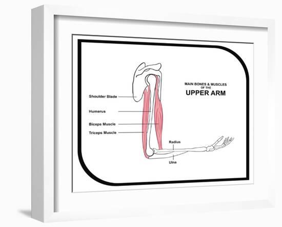 Main Bones and Muscles of the Upper Arm-udaix-Framed Art Print