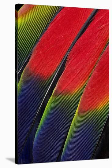 Main Central Wing Feathers of Amazon Parrot-Darrell Gulin-Stretched Canvas