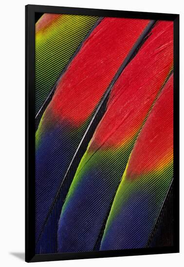 Main Central Wing Feathers of Amazon Parrot-Darrell Gulin-Framed Photographic Print