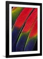 Main Central Wing Feathers of Amazon Parrot-Darrell Gulin-Framed Photographic Print