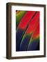 Main Central Wing Feathers of Amazon Parrot-Darrell Gulin-Framed Photographic Print