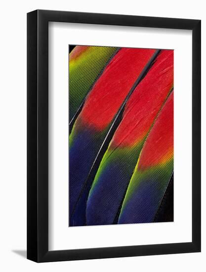 Main Central Wing Feathers of Amazon Parrot-Darrell Gulin-Framed Photographic Print