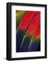 Main Central Wing Feathers of Amazon Parrot-Darrell Gulin-Framed Photographic Print