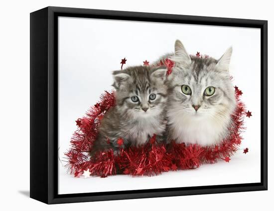 Main Coon Cat, Bambi, and Kitten, Goliath, with Christmas Decorations, Tinsel-Mark Taylor-Framed Stretched Canvas
