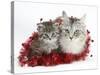 Main Coon Cat, Bambi, and Kitten, Goliath, with Christmas Decorations, Tinsel-Mark Taylor-Stretched Canvas