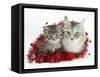 Main Coon Cat, Bambi, and Kitten, Goliath, with Christmas Decorations, Tinsel-Mark Taylor-Framed Stretched Canvas