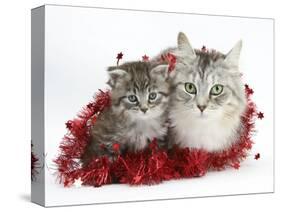 Main Coon Cat, Bambi, and Kitten, Goliath, with Christmas Decorations, Tinsel-Mark Taylor-Stretched Canvas