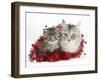 Main Coon Cat, Bambi, and Kitten, Goliath, with Christmas Decorations, Tinsel-Mark Taylor-Framed Photographic Print