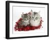 Main Coon Cat, Bambi, and Kitten, Goliath, with Christmas Decorations, Tinsel-Mark Taylor-Framed Photographic Print