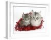Main Coon Cat, Bambi, and Kitten, Goliath, with Christmas Decorations, Tinsel-Mark Taylor-Framed Photographic Print