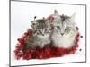 Main Coon Cat, Bambi, and Kitten, Goliath, with Christmas Decorations, Tinsel-Mark Taylor-Mounted Photographic Print