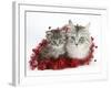 Main Coon Cat, Bambi, and Kitten, Goliath, with Christmas Decorations, Tinsel-Mark Taylor-Framed Photographic Print