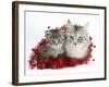 Main Coon Cat, Bambi, and Kitten, Goliath, with Christmas Decorations, Tinsel-Mark Taylor-Framed Photographic Print