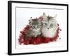 Main Coon Cat, Bambi, and Kitten, Goliath, with Christmas Decorations, Tinsel-Mark Taylor-Framed Photographic Print