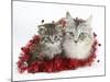Main Coon Cat, Bambi, and Kitten, Goliath, with Christmas Decorations, Tinsel-Mark Taylor-Mounted Photographic Print