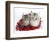 Main Coon Cat, Bambi, and Kitten, Goliath, with Christmas Decorations, Tinsel-Mark Taylor-Framed Photographic Print